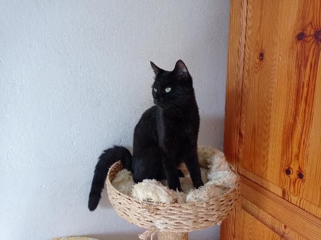 Amira