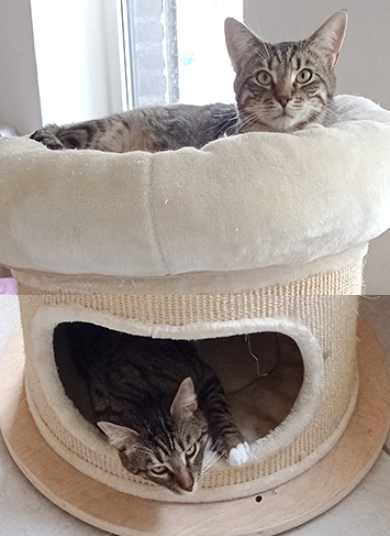 Loak & Neteyam 