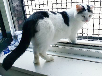 Olaf