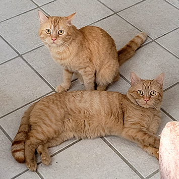 Robin, Kaspar, Simba