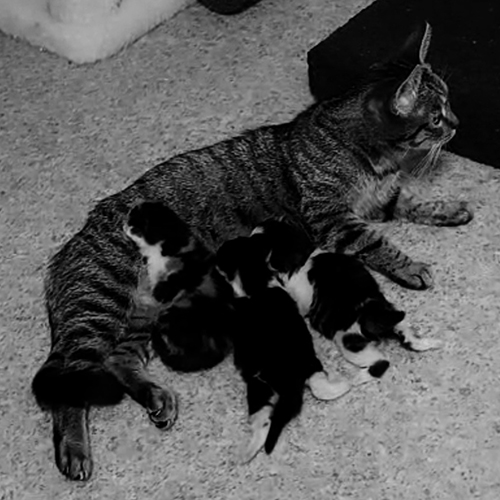 Katzenbabies